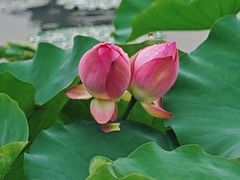 -飞来湖湿地公园