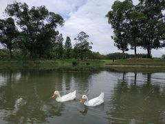 -两河城市森林公园