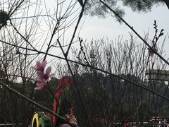 -金鸡山公园