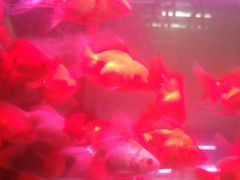 -山东柏宁水族批发广场