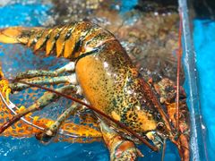 -盒马鲜生(曜一城店)