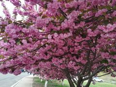 -第四食堂(中国海洋大学店)