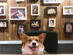 -百好乐宠物友好餐厅(朝外大街店)