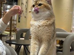 -藏猫猫咖啡主题馆(中央大道店)