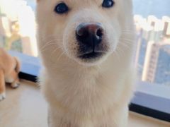 -柴犬小屋·柴餐厅·狗咖食堂(金鼎广场店)