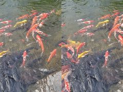 -青岛鑫江温德姆酒店
