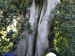 -墨尔本皇家植物园