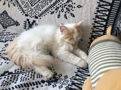 -平行世界·猫咖(首经贸店)