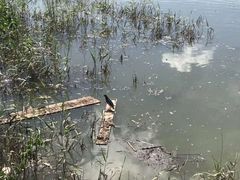 -大亚湾红树林城市湿地公园