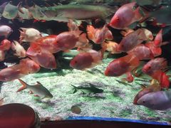 -太平洋海底世界