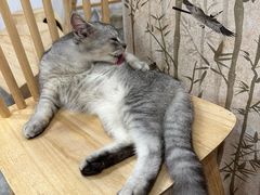 -楼上猫咖(罗湖店)