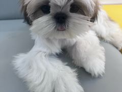 -翊宠yipet猫狗购宠庄园犬舍•猫舍