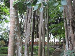 -瑞丽独树成林风景区