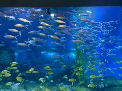 -顺德南宏海立方海洋公园