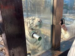 -横道河子东北虎林园