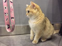 店里的猫-咖法森林·咖啡  酒吧(天河店)