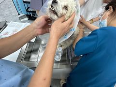 -贝康宠物医院·犬猫全科·小动物特色诊疗中心(东环路店)