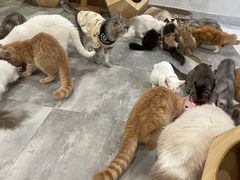 -楼上猫咖(罗湖店)