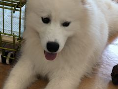 -Let's go狗咖·猫咖·奶狗·桌游(春熙路IFS店)