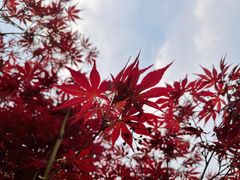 -海棠花溪(元大都城垣遗址公园)