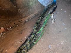 -海南热带野生动植物园