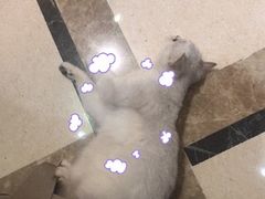 -猫色咖啡·猫咖