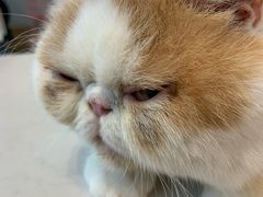 -Heymao猫咖.咖啡厅(东门店)