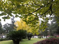 -四川大学(望江校区)