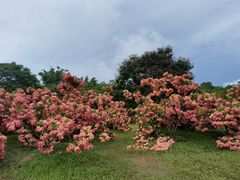 -中国科学院西双版纳热带植物园