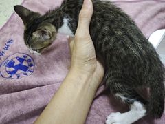 -动物缘宠物医院·骨科·猫科(西二环店)