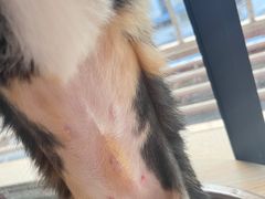 -伟伟宠物医院·CT影像中心·瑞派犬猫综合性门诊(汉口总院)