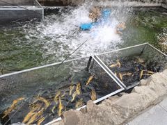 -京北渔家傲