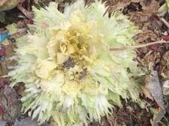 -金逸影城(光美宝龙巨幕店)