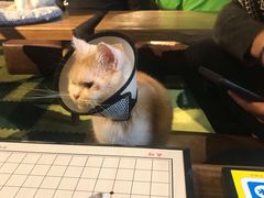 -猫猫幼稚园·撸猫·桌游·电玩