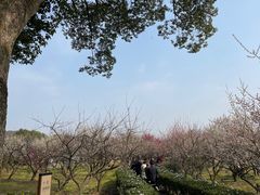 -香雪海