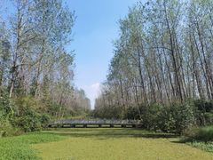 -溱湖国家湿地公园