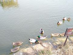 -合肥滨湖国家森林公园