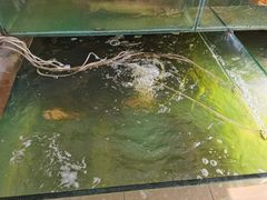 -大鹅岛灶台鱼·铁锅炖(水库路店)