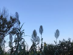 -羊山湖公园