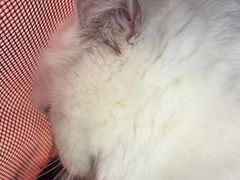 -博特宠物医院24h犬猫全科.骨科·异宠