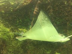 -悉尼海洋生物水族馆