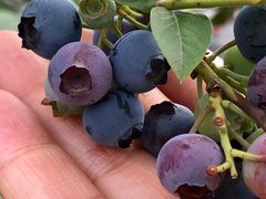 -花山蓝莓采摘园