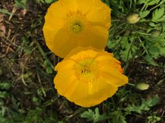 -西湖外事游船(花港观鱼码头)