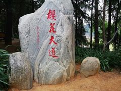 -武汉大学-樱园