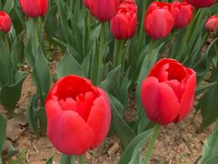 -洛阳郁金香牡丹园