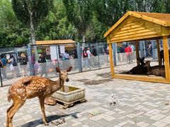 -长白岛森林公园