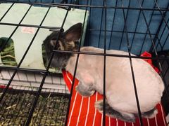 -宠物兔专门店(天丰利市场店)