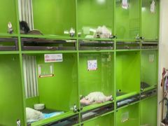 -唐小姐の私宠·宠物洗护美容·撸猫馆·购宠(周浦万达旗舰店)