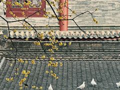 -西安大兴善寺