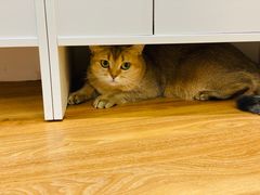 -COLOR PETS 撸猫馆·购猫·猫咖(长风大悦城店)